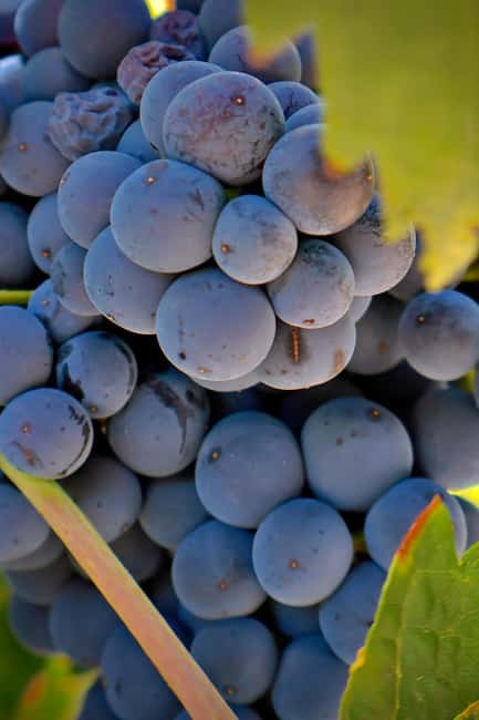 From Madrid: Visit Cuenca and a vineyard in the Spanish Tuscany - Key reasons to choose this Cuenca day trip