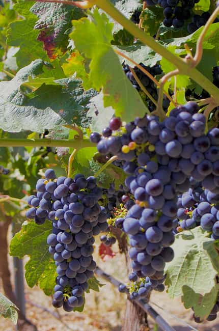 From Madrid: Visit Cuenca and a vineyard in the Spanish Tuscany - The Spanish Tuscany vineyard visit
