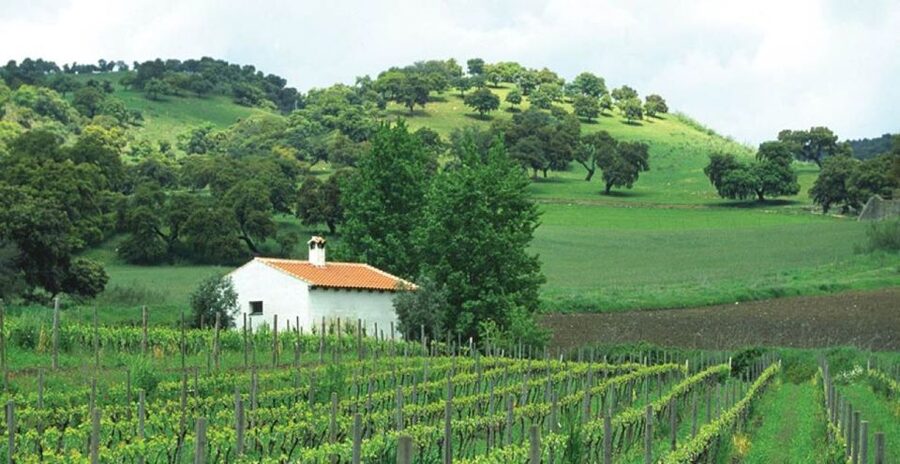 From Marbella: Ronda Tour Wineries Tour with Lunch - Key points at a glance