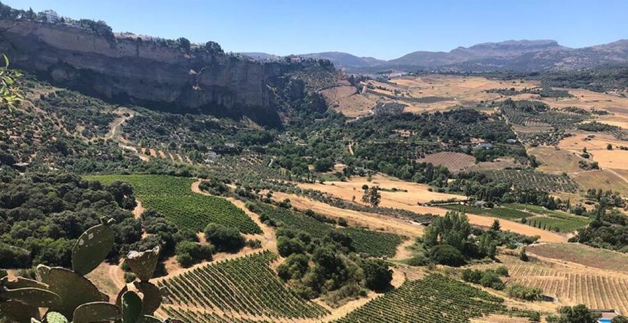 From Marbella: Ronda Tour Wineries Tour with Lunch - Why this Marbella to Ronda day trip works