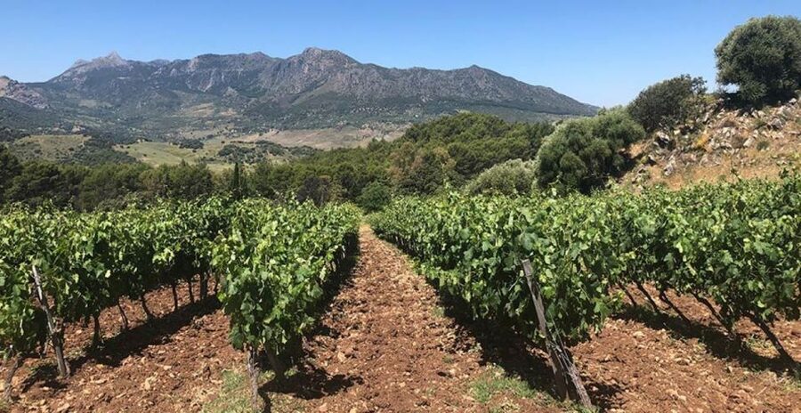 From Marbella: Ronda Tour Wineries Tour with Lunch - Free time in cliff-edge Ronda