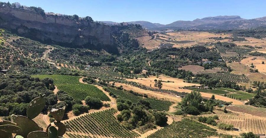 From Marbella: Ronda Tour Wineries Tour with Lunch - The first winery: aged reds, ham, and cheese