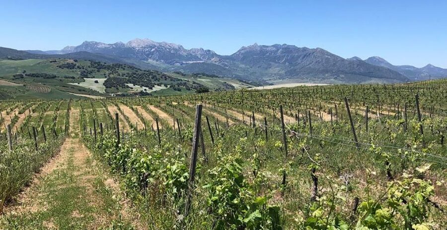 From Marbella: Ronda Tour Wineries Tour with Lunch - The drive from Marbella into the Serranía