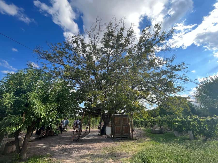 From Mendoza: 3 Wineries, Olive Oil Factory Tour & Tasting - Key points at a glance