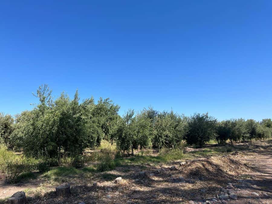 From Mendoza: 3 Wineries, Olive Oil Factory Tour & Tasting - First stop: an artisanal winery with hands-on explanations