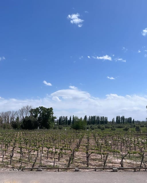 From Mendoza: 3 Wineries, Olive Oil Factory Tour & Tasting - Bilingual guiding, with a practical caveat