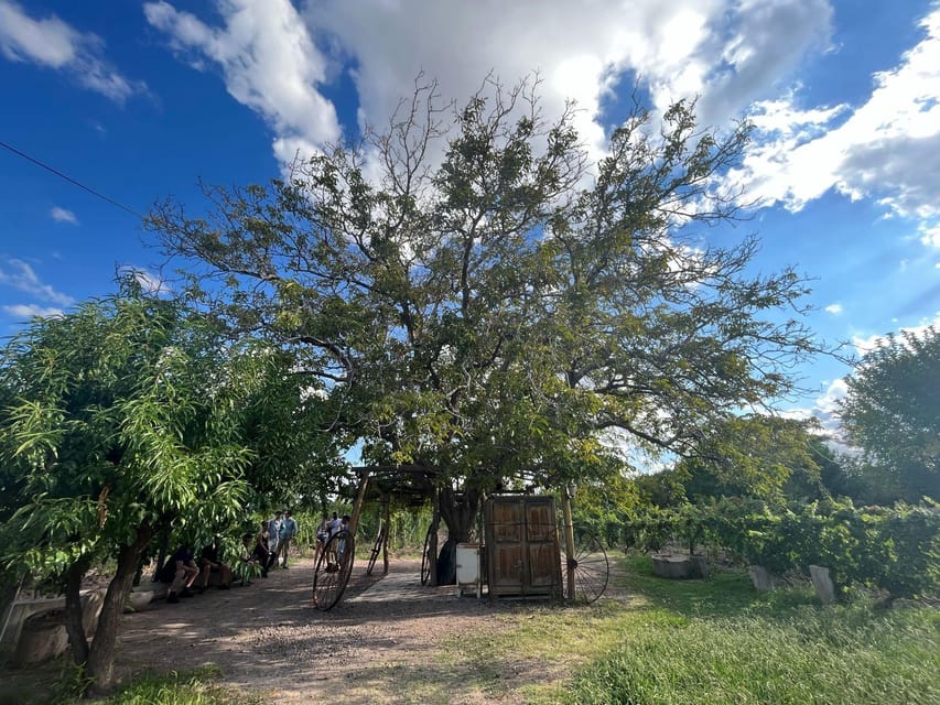 From Mendoza: 3 Wineries, Olive Oil Factory Tour & Tasting - Timing, comfort, and who should book