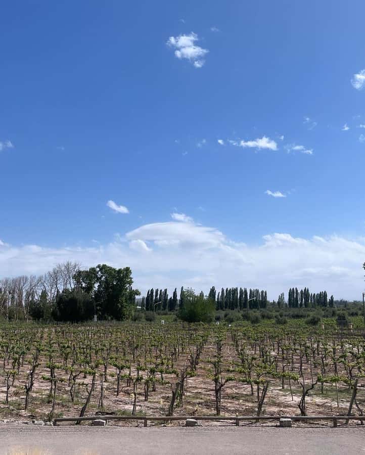 From Mendoza: 3 Wineries, Olive Oil Factory Tour & Tasting - The 2 p.m. pickup from Mendoza