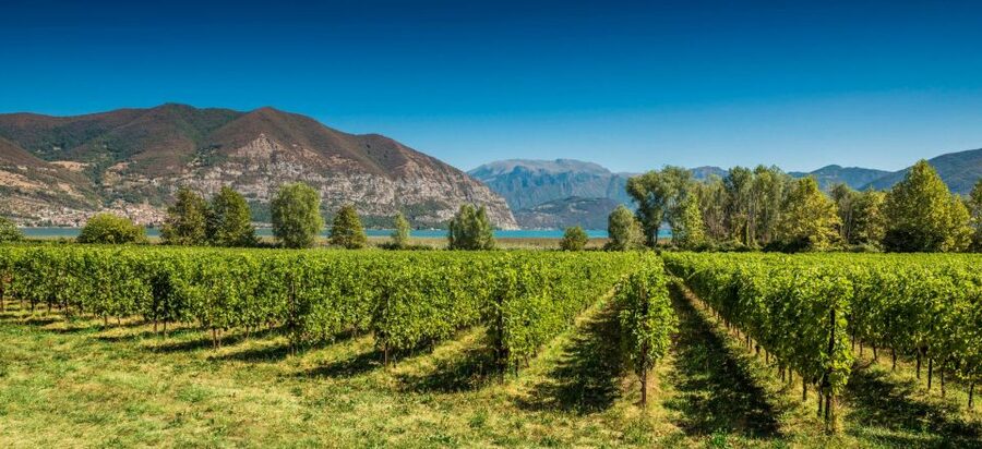 From Milan: Full Day in Franciacorta. 2 Wineries & Lunch - Key points at a glance