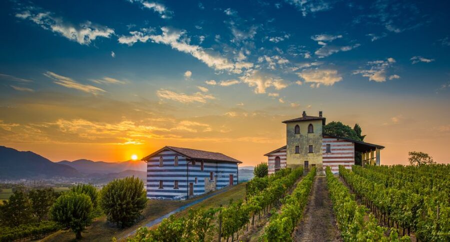 From Milan: Full Day in Franciacorta. 2 Wineries & Lunch - First winery: soil, grapes, and a personal welcome