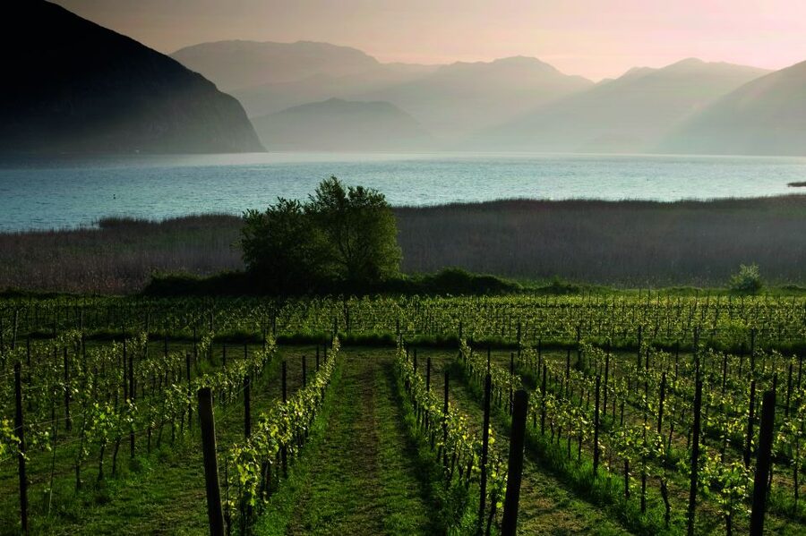 From Milan: Full Day in Franciacorta. 2 Wineries & Lunch - Practical advice before you go
