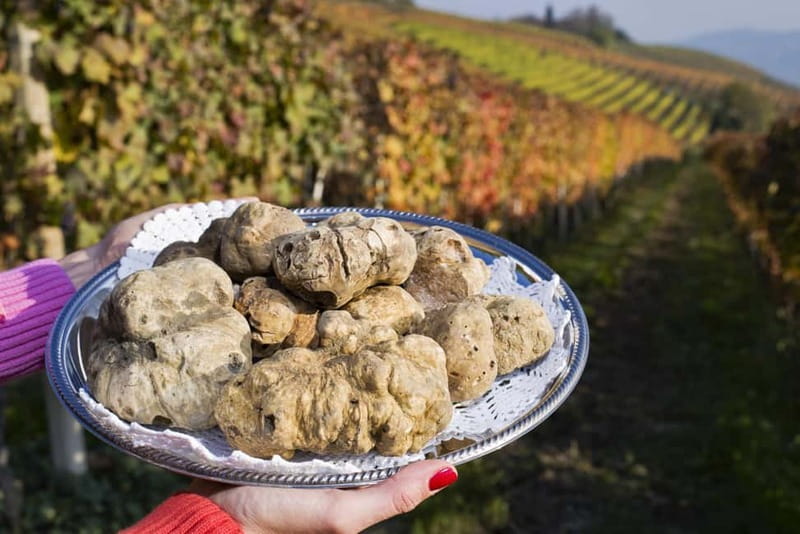 From Milan: Langhe Wine Region Day Trip with Barolo Tasting - Who should book this day in Piedmont