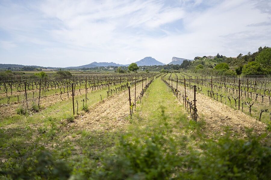 From Montpellier: Half-Day Vineyard & Pic Saint-Loup Tour - Key points at a glance