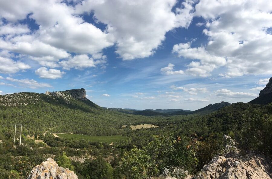 From Montpellier: Half-Day Vineyard & Pic Saint-Loup Tour - Who should book this tour?