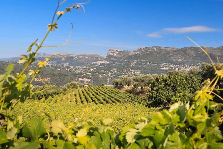 From Nice: Half-Day Wine Tour in the Bellet Wine Region - How the guide shapes the afternoon