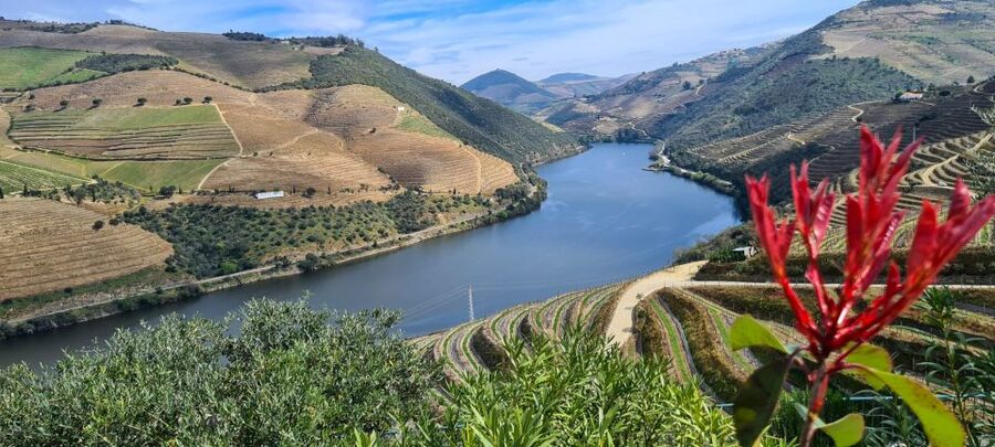 From Peso da Régua: Visit 3 wineries, tasting and viewpoint - The one-hour wine and olive oil visit