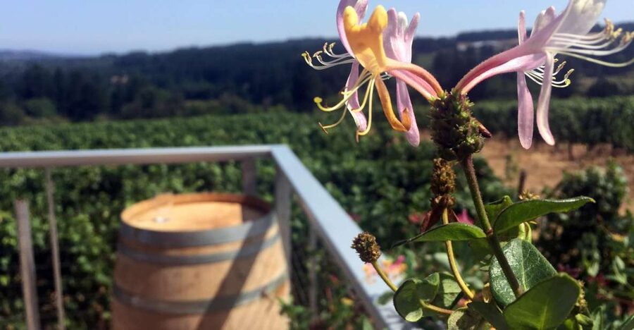 From Portland: Willamette Valley Character Wineries - Key points to know before booking
