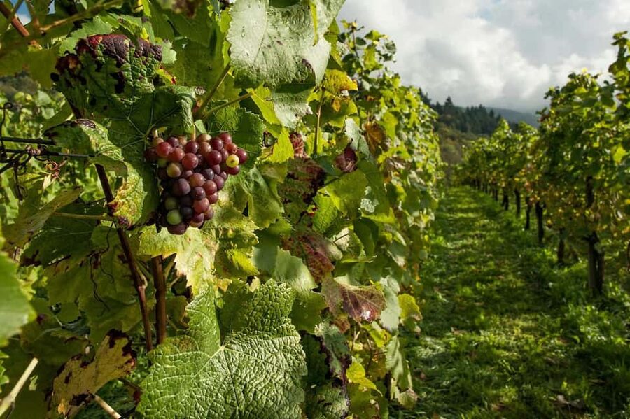 From Porto: 2 Wine Regions, Farm Lunch, and Boat Ride - The second family estate in Vilarinho de São Romão