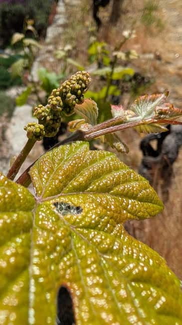 From Porto: 2 Wine Regions, Farm-to-Table Lunch & Boat - Key points at a glance