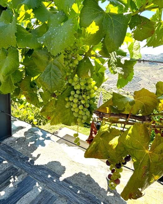 From Porto: Douro Valley Private Tour w/ 3 Wineries & Lunch - Guides, group size, and the feel of the day