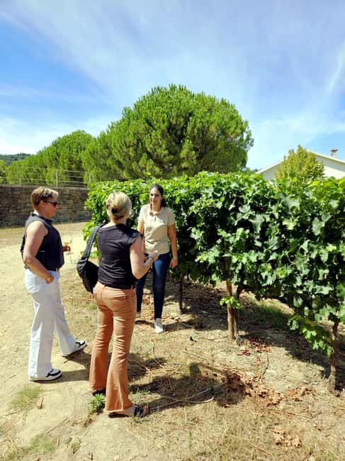 From Porto: Premium Douro Valley 4 Vineyards Tour with Lunch - The older producer and the olive oil tasting