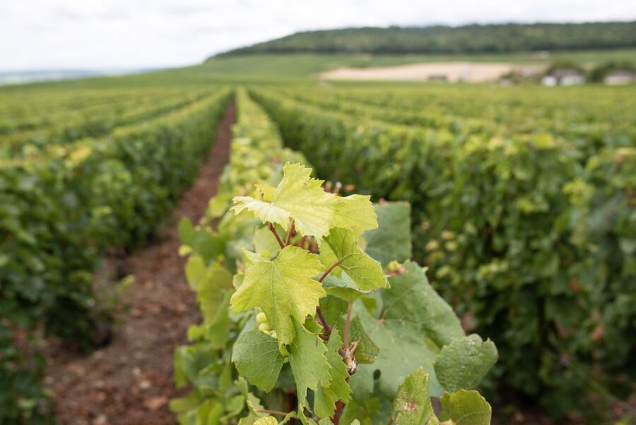 From Reims: Champagne and Family-Run Wineries Tour - Should you book it?