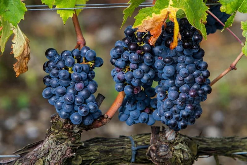 From Roma: Montepulciano and Montalcino, on the Wine Routes - Montepulciano, alleyways, and New Moon scenery