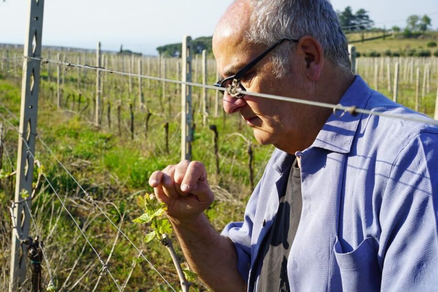 From Rome: Frascati Wine Region Tour with Wine Tasting - Is $167.66 a fair price?