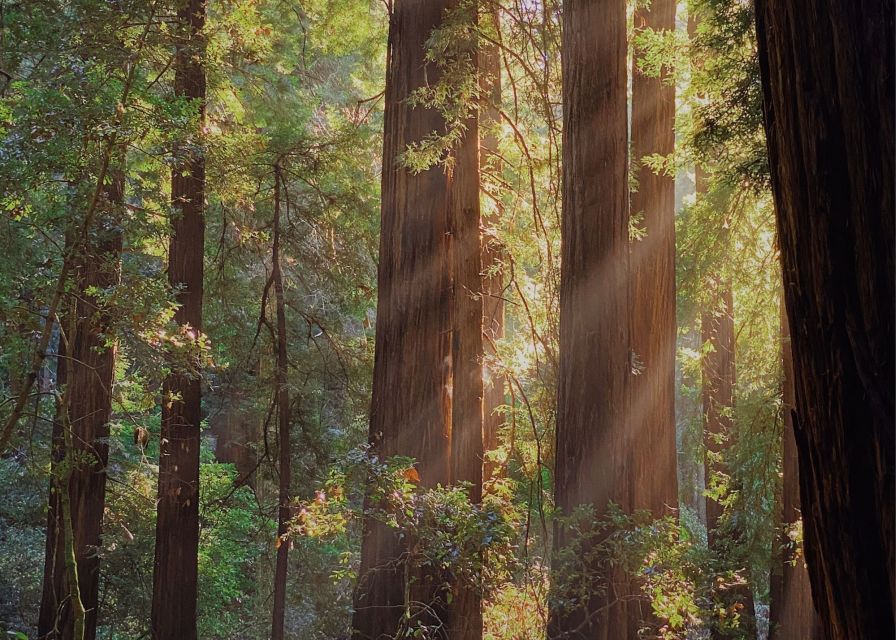 From San Francisco: Muir Woods & 3 Wineries in Napa & Sonoma - Golden Gate Bridge photos close the loop
