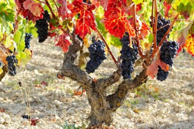 From San Sebastian/Bilbao/Vitoria: La Rioja Wineries Tour