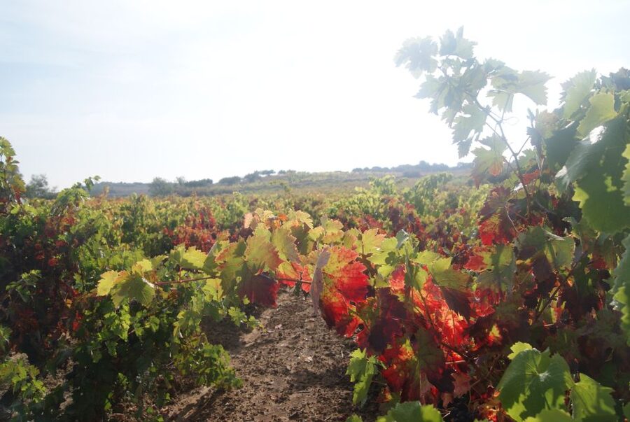 From San Sebastian/Bilbao/Vitoria: La Rioja Wineries Tour - What the $318 price actually covers