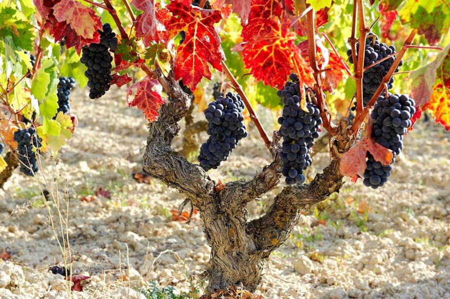 From San Sebastian/Bilbao/Vitoria: La Rioja Wineries Tour - The 1.5-hour ride from Bilbao, Vitoria, or San Sebastian