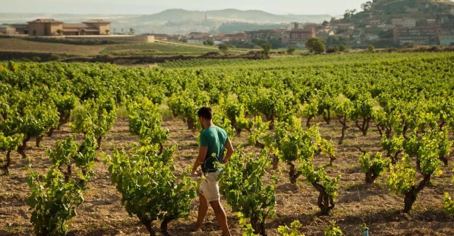 From San Sebastián: Private Rioja Wine Region Day Tour - Why this Rioja day trip works so well