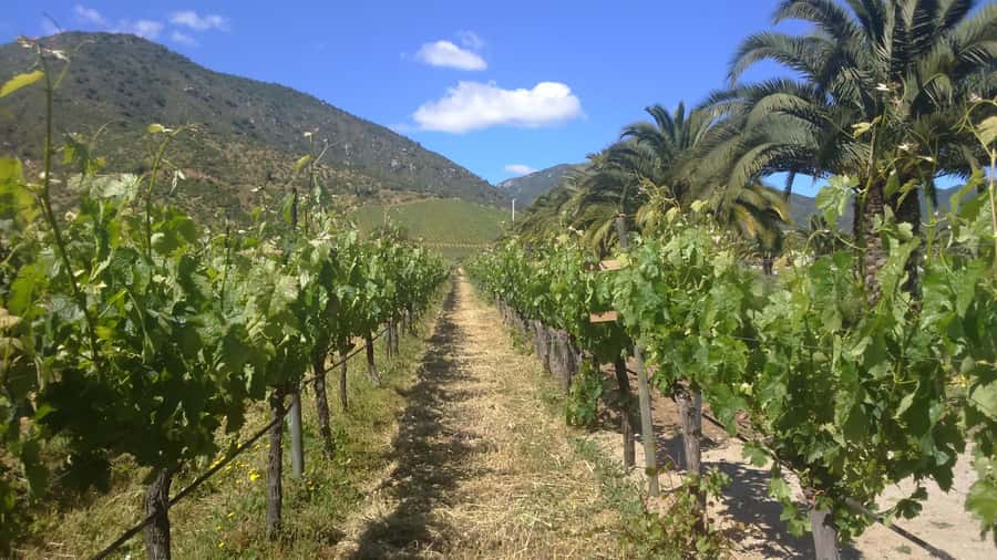 From Santiago: Isla Negra, Pablo Neruda Museum & Winery Tour - The drive west through Chile’s farm country