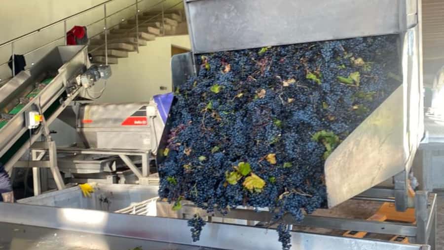 From Santiago: Undurraga Winery Tour with Tasting - The Four-Wine Tasting, and Why the Details Are Confusing