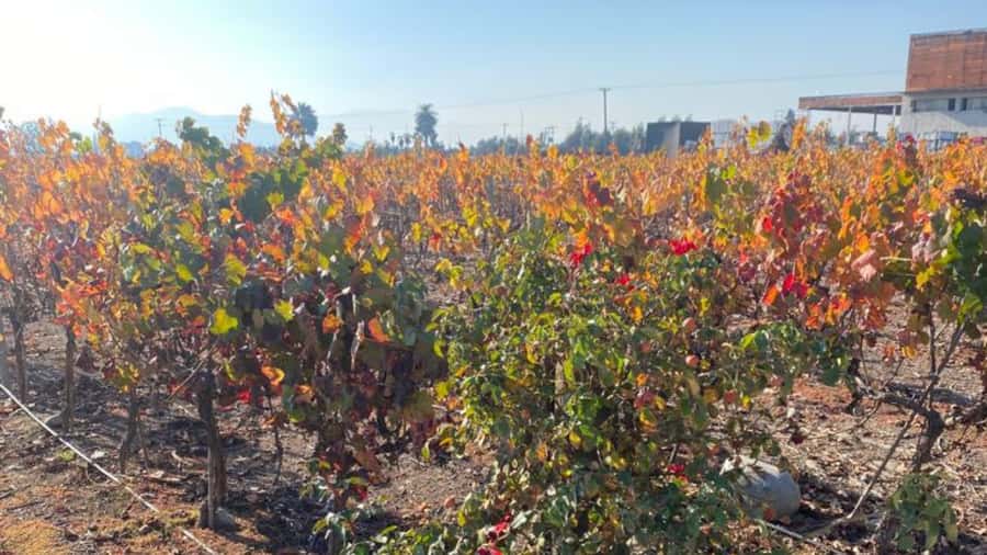 From Santiago: Undurraga Winery Tour with Tasting - Should You Book the Undurraga Tour?