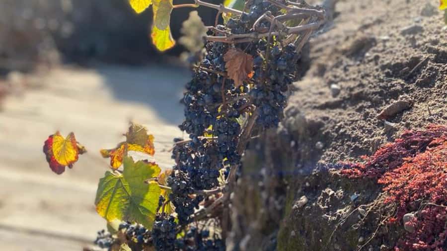 From Santiago: Undurraga Winery Tour with Tasting - FAQ
