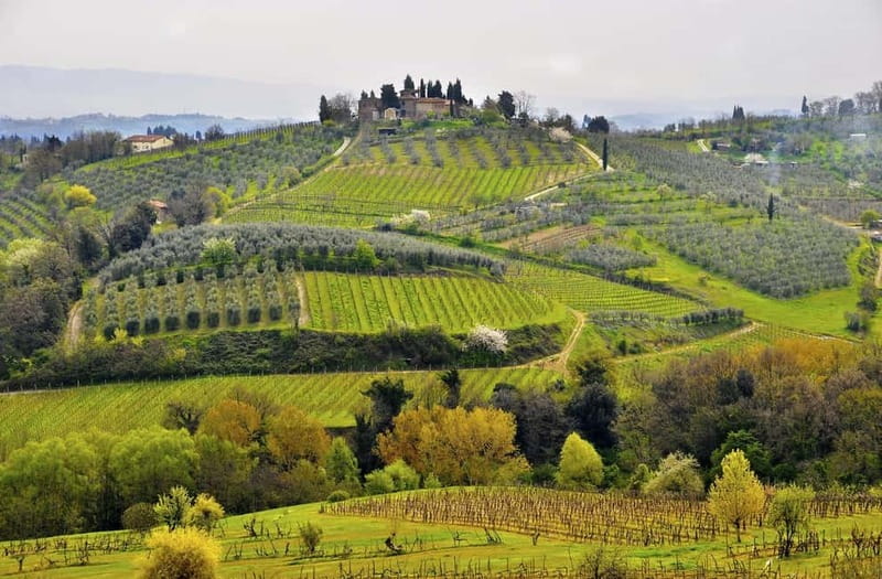 From Siena/Chianti: Dinner & Drinks in the Chianti Vineyards - Sunset aperitivo among the vines