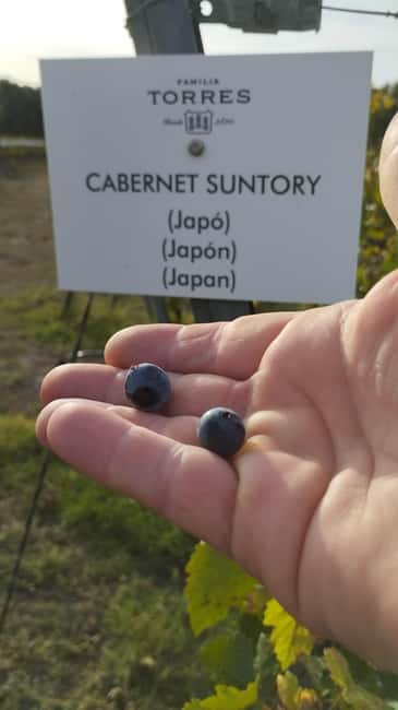 From Sitges: Wine Tasting at 2 Wineries with Hotel Pickup - Is $120 a fair price?