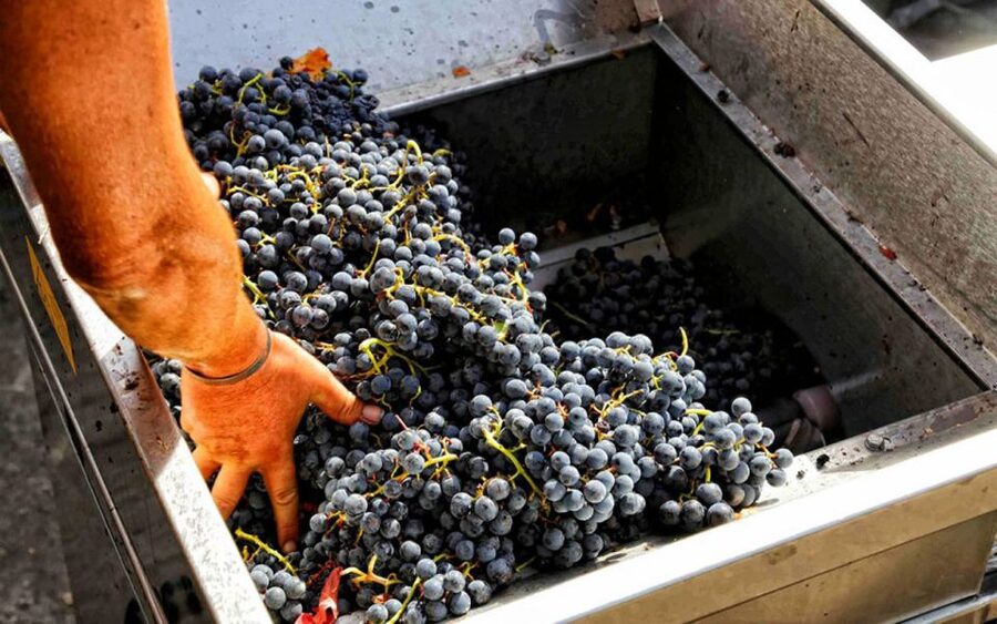 From Sorrento: Winery Tour, Tasting & Lunch - A short tour through the Mount Vesuvius vines