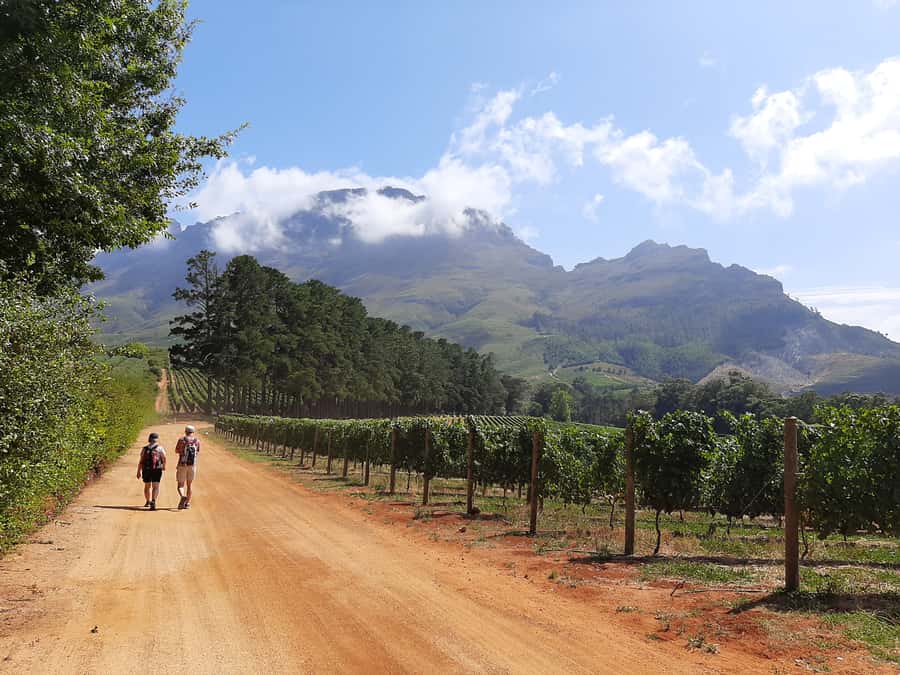 From Stellenbosch: Stellenbosch Guided Vineyard Walk - Key points at a glance