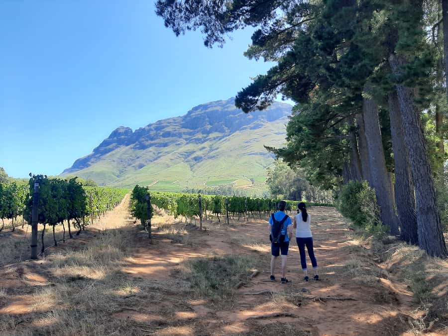 From Stellenbosch: Stellenbosch Guided Vineyard Walk - Walking into Stellenbosch wine country