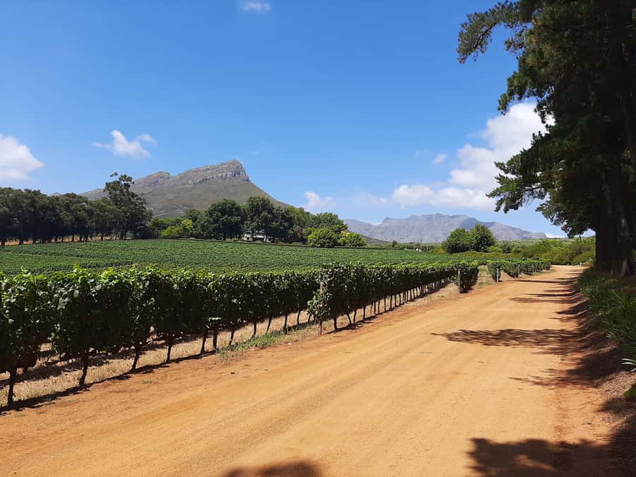 From Stellenbosch: Stellenbosch Guided Vineyard Walk - The first winery and a garden tasting