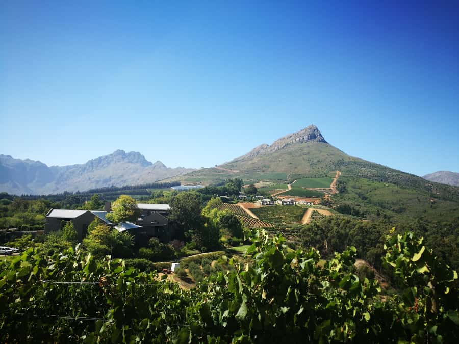 From Stellenbosch: Stellenbosch Guided Vineyard Walk - The cellar tour and second winery