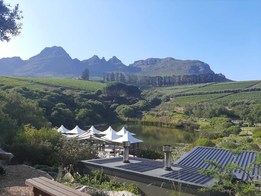 From Stellenbosch: Stellenbosch Guided Vineyard Walk - Lunch with mountain views