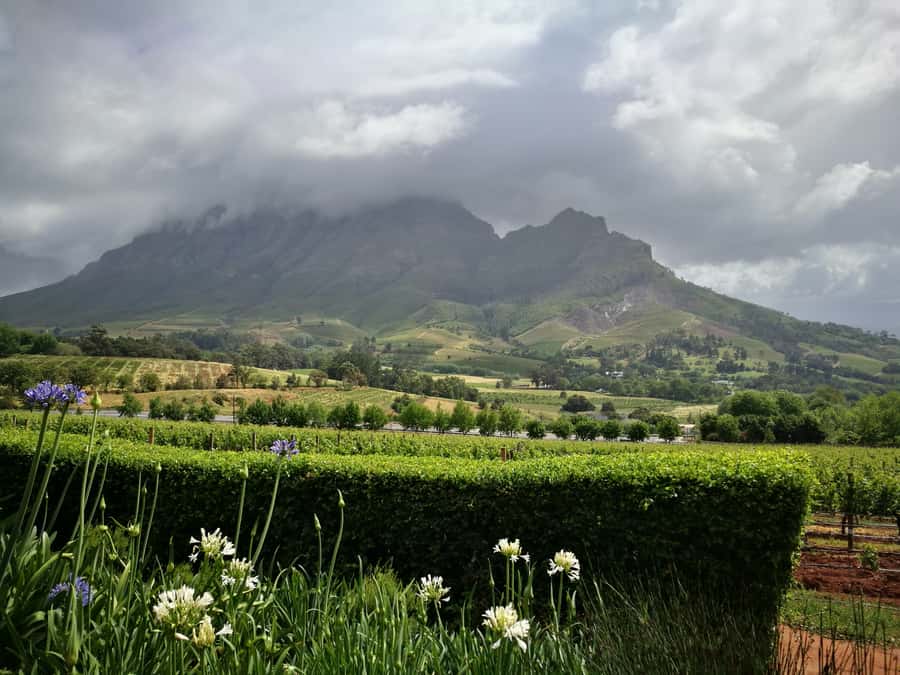 From Stellenbosch: Stellenbosch Guided Vineyard Walk - Is $96 good value?