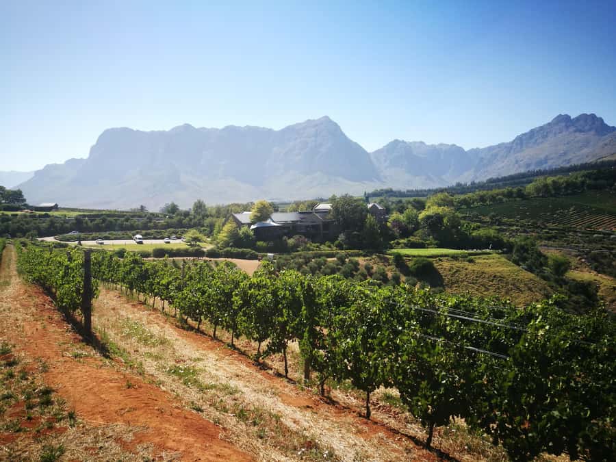 From Stellenbosch: Stellenbosch Guided Vineyard Walk - Who will enjoy this walk most?