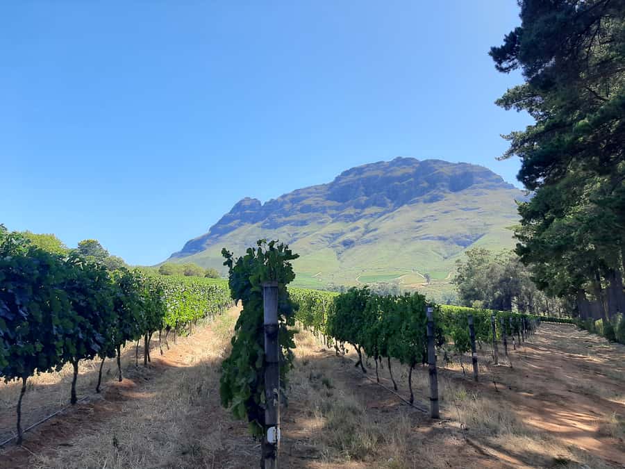 From Stellenbosch: Stellenbosch Guided Vineyard Walk - What the vineyard walk teaches you