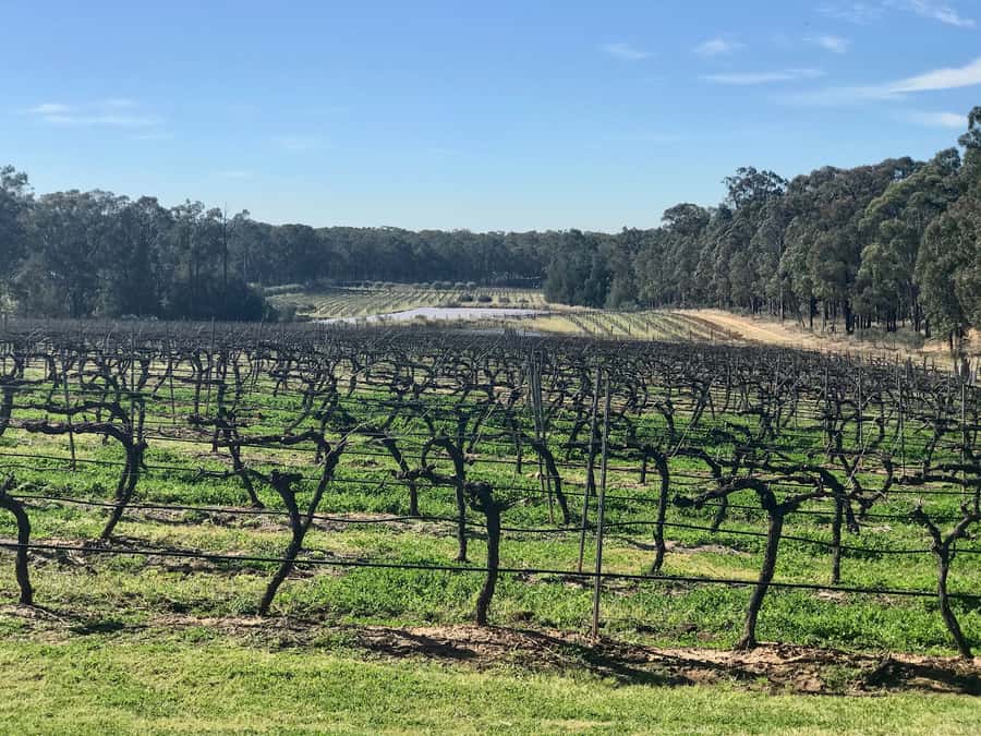 From Sydney: Hunter Valley Wine Tasting & Winery Picnic Tour - Why this day trip works from Sydney