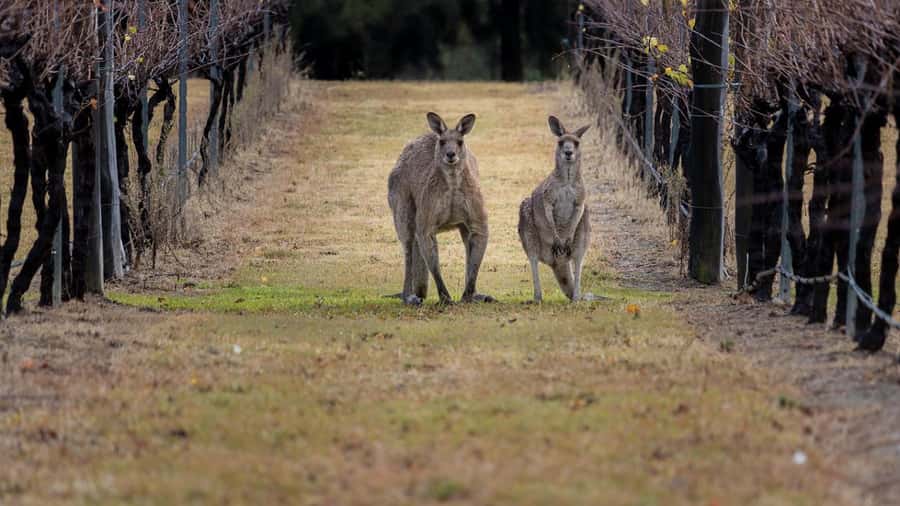 From Sydney: Hunter Valley Wine Tasting & Winery Picnic Tour - Two rotating wineries, with useful variety